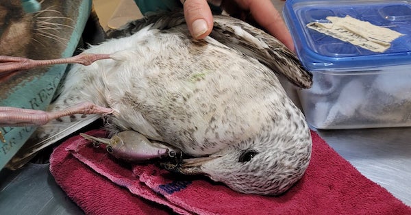 How Project Peril is Helping Save Vulnerable Birds in North America